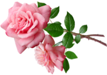 roses-4993297_960_720 (213x150, 52Kb)